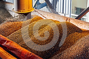 SUNFLOWER GRAINS ARE SUPPLIED BY A PIPE INTO THE ELEVATOR FOR DRYING