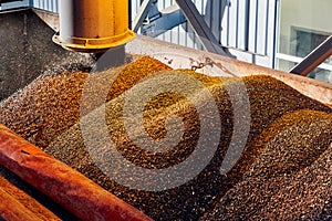 SUNFLOWER GRAINS ARE SUPPLIED BY A PIPE INTO THE ELEVATOR FOR STORAGE