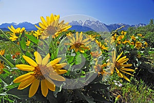 Sunflower Grand teton montains