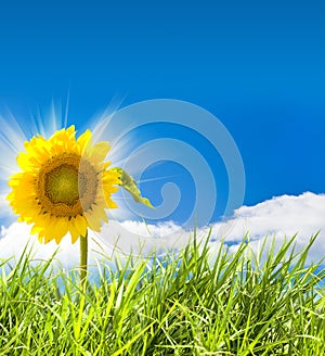 Sunflower and grass