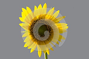 Sunflower with  gray background