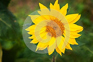 Sunflower on green background