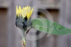 Sunflower Green Bracts Macro with Leaf