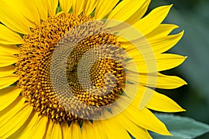 Sunflower with Green Bud Sunflower Blossom