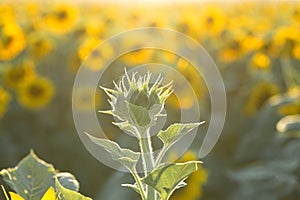 Sunflower with Green Bud Sunflower Blossom - Healthy Lifestyles, Ecology