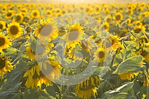 Sunflower with Green Bud Sunflower Blossom - Healthy Lifestyles, Ecology