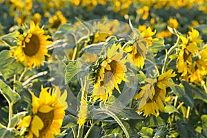 Sunflower with Green Bud Sunflower Blossom - Healthy Lifestyles, Ecology