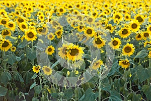 Sunflower with Green Bud Sunflower Blossom - Healthy Lifestyles, Ecology