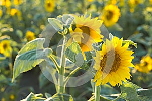 Sunflower with Green Bud Sunflower Blossom - Healthy Lifestyles, Ecology