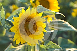 Sunflower with Green Bud Sunflower Blossom - Healthy Lifestyles, Ecology