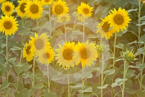 Sunflower with Green Bud Sunflower Blossom - Healthy Lifestyles, Ecology