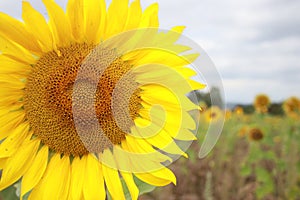 Sunflower with green field an cloudy sky