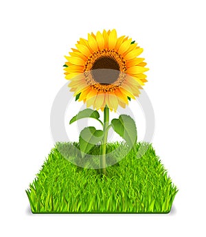 Sunflower in the green grass
