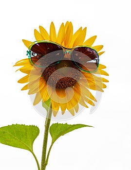 Sunflower with green sunglasses isolated on white background