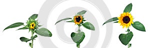 Sunflower grow stages isolated