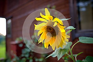 Sunflower growing on the backyard of village house. Beautiful flower in front of old wooden cottage