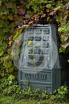 Sunflower growing in a compost bin out of food waste.