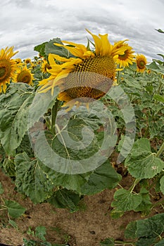 Sunflower growing field, large yellow flowers, in the village of Laix, in July 2024 in Meurthe et Moselle, France photo