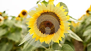 Sunflower growing in a field of sunflowers during a nice sunny summer day.