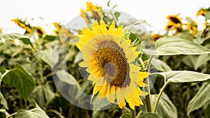 Sunflower growing in a field of sunflowers during a nice sunny summer day.