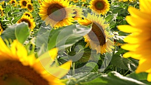 Sunflower growing in a field of sunflowers during a nice sunny summer day.