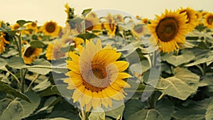 Sunflower growing in a field of sunflowers during a nice sunny summer day.