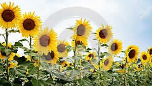 Sunflower growing in a field of sunflowers during a nice sunny summer day.