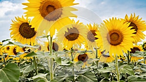 Sunflower growing in a field of sunflowers during a nice sunny summer day.