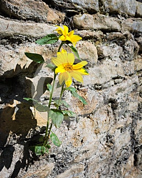 Sunflower growing in an old wall