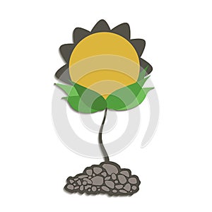 Sunflower growing seedlings plant, isolated on white background