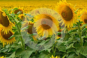 Sunflower grows on the field.