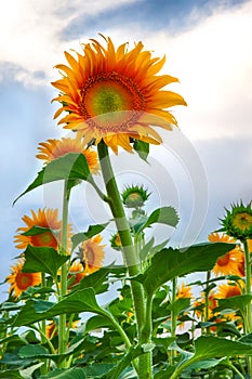 Sunflower grows on the field