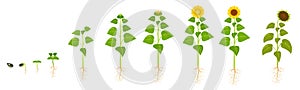 Sunflower growth life cycle. Seed germination. The sequence of stages of flower development in agriculture.