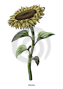 Sunflower hand drawing vintage clip art isolated on white background