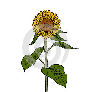 Sunflower hand drawn vector illustration. Isolated on white background.