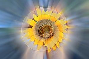 Sunflower in hands on blurry motion digital effect background. Abstract inspirational nature background with big yellow flower.