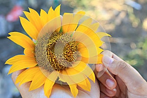 Sunflower in the hands. Closeup of young woman holding yellow sunflower blossom in hand, and the other hand touch the petal.