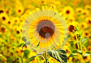 Sunflower happiness Girasol felicidad photo
