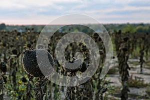 Sunflower, harvest, agriculture, seeds, black, cook, food, flora, flower, industry, ingredient