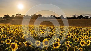 Sunflower harvest on a summer evening