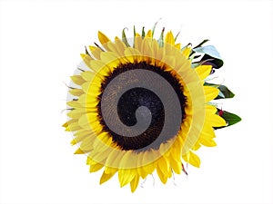 Sunflower head