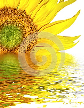 Sunflower head background