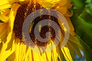 Sunflower head close-up
