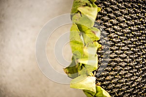 Sunflower head close up view