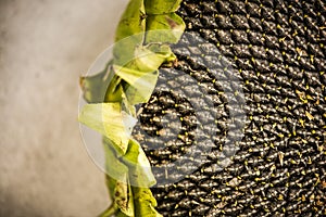 Sunflower head close up view