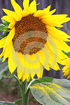 Sunflower head close-up with yellow pollen on leaf