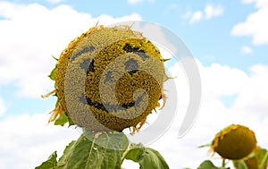 Sunflower Smiley Face