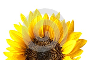 Sunflower Head Isolated on White