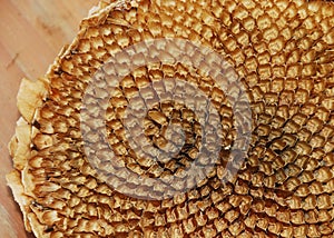 Sunflower Head Without Seeds