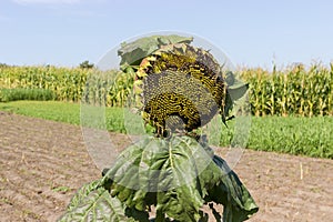 Sunflower head with seeds partially devoured by birds on field